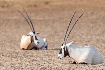 Two Arabian oryx finds reprieve in a hole carved into the desert sands of the Middle East. Biodiversity and wildlife observation in the Middle East and Arabian Peninsula.