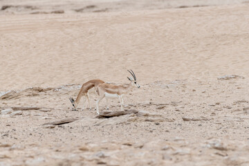 Arabian sand gazelles in their natural habitat within the United Arab Emirates (UAE) desert, showcasing the rich biodiversity of the Middle East and Arabian Peninsula