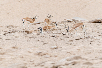 Arabian sand gazelles roam the desert of the United Arab Emirates (UAE), showcasing the rich biodiversity of the Middle East and Arabian Peninsula. 