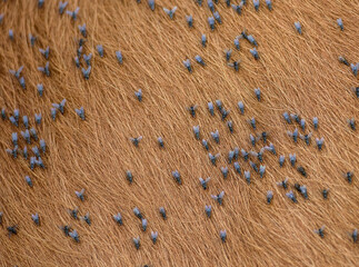 Biting flies swarm on cow's coat