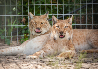 Pair of captive Siberian lynx