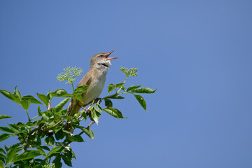 bird, natur, tier, wild lebende tiere, green, wild, ast, baum
