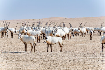 Majestic Arabian Oryx herd in the arid desert landscape, highlighting the diverse wildlife of the Middle East and Arabian Peninsula
