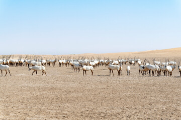 Large group of majestic Arabian oryxes in the Middle Eastern desert, a wildlife observation in the Arabian Peninsula.