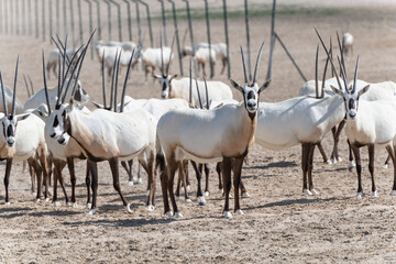 Large group of majestic Arabian oryxes in the Middle Eastern desert, a wildlife observation in the...