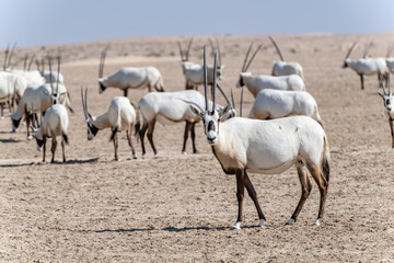 Obraz na płótnie Canvas A group of majestic Arabian oryxes in the Middle Eastern desert, a wildlife observation in the Arabian Peninsula.