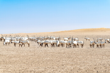 Large group of majestic Arabian oryxes in the Middle Eastern desert, a wildlife observation in the Arabian Peninsula.