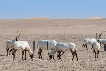 A group of majestic Arabian oryxes in the Middle Eastern desert, a wildlife observation in the Arabian Peninsula.