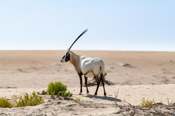 A solitary Arabian Oryx gazes to the left in the expansive Middle Eastern desert. Wildlife in the Arabian Peninsula