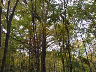Fototapeta premium Woodland canopy