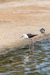 Stilt Birds, Middle East, Arabian Peninsula