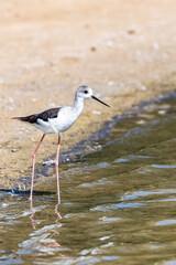 Vertical shot capturing the elegance of a Stilt Bird wading in the peaceful waters of the United Arab Emirates (UAE). Wildlife of the Arabian Peninsula.