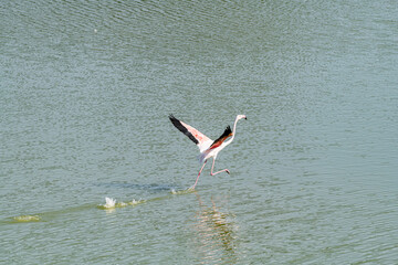 Isolated Flamingo walking on water