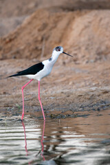 Stilt Bird, Middle East, Arabian Peninsula
