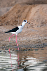 Stilt Bird, Middle East, Arabian Peninsula