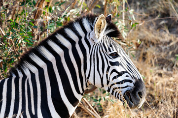 Portrait of a Burchell's zebra or African Zebra in its native South African habitat.  African wildlife observation