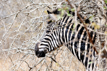 Fototapeta na wymiar Portrait of a Burchell's zebra or African Zebra in its native South African habitat. Capturing the essence of African wildlife