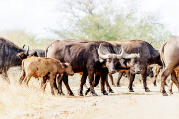 Young African buffalo, also known as Cape buffalo, alongside a group of adult buffaloes in the South African bush. wildlife observation in Africa