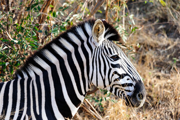 African Zebra Portrait in its native South African habitat. African wildlife observation 