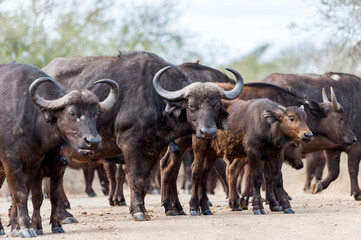 African buffaloes, or Cape buffaloes, in the South African bush of the Savannah. Wildlife animals observation in Africa