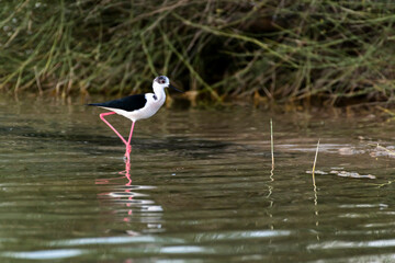 Stilt Bird, Middle East, Arabian Peninsula