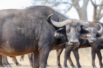 African buffalo, or Cape buffalo, in the South African bush of the Savannah. The buffalo is looking directly at the camera, accompanied by a bird called tickbird or oxpecker.