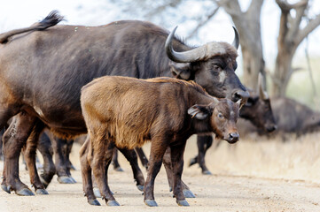 Young African buffalo, also known as Cape buffalo, seen alongside a group of adult buffaloes in the South African bush. Captured during a wildlife observation in Africa
