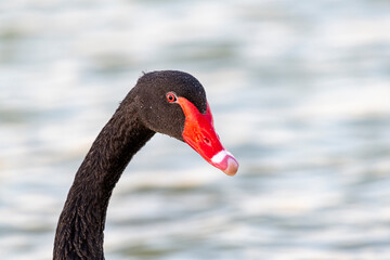 Closeup view of a graceful black swan in front of a calm water background, showcasing its natural beauty.
