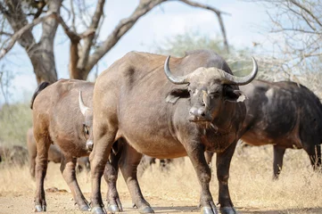 Printed kitchen splashbacks Buffalo South African bush scene featuring an African buffalo, commonly referred to as Cape buffalo. A tickbird (oxpecker) accompanies the buffalo