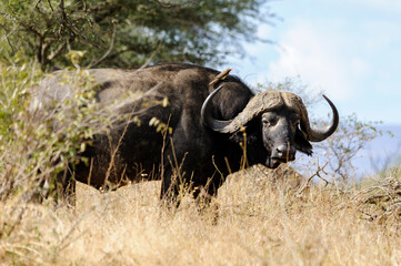 Fototapeta premium African buffalo, or Cape buffalo, in the South African bush of the Savannah. The buffalo is looking directly at the camera, wildlife observation during a safari in Africa
