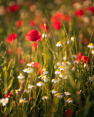 Wonderful poppy flowers in the field in spring