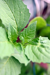 Tomatillo leafs
