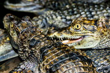 baby alligators
