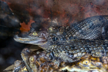 baby alligators