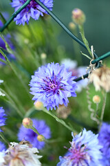 Centaurea cyanus flowers. Blue flowers. Blue centaurea cyanus in full bloom, cornflower or bachelor's button.
