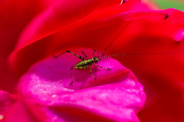 Small Green Grasshopper on a rose petal 