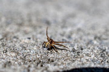 little spider on concrete 