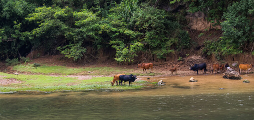photograph of a group of water oxen hanging out on the side of the li river in the guilin region of china