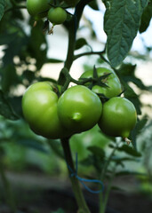 green tomato on tree