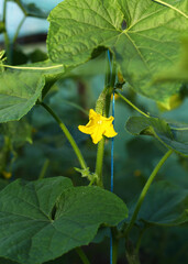 yellow flower with drops