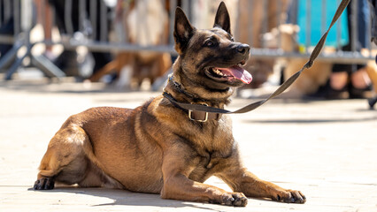 German shepherd police dog while patrolling the city streets. Police dog. 