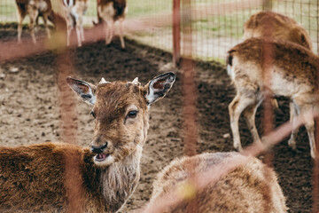 Naklejka na ściany i meble Close-up roe head with little horns in the zoo park. Wild animal in the farm enclosure. Fauna. Herbivores artiodactyla peaceful cute creature. European roe deer. Spring season. Copy space. Mesh fence