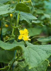 cucumber in the garden