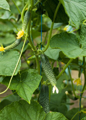 cucumber on the vine