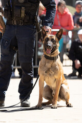 German shepherd police dog while patrolling the city streets. Police dog. 