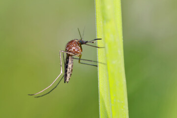 Fototapeta premium A mosquito is resting on a green leaf of grass. Male and female mosquitoes feed on nectar and plant juices, but females can suck animal blood. 
