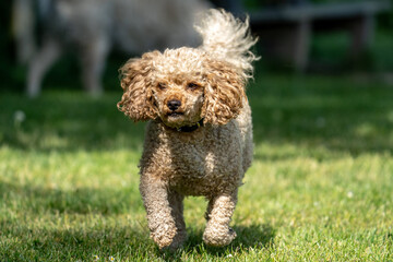 Dog running in the field