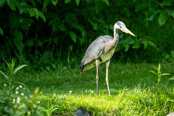 great blue heron