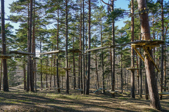 High rope bridge in a pine forest, part of a ropes course
