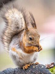 The squirrel with nut sits on a branches in the spring or summer.
